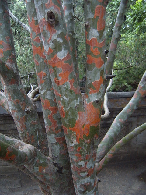Day #4: A tree at the Summer Palace