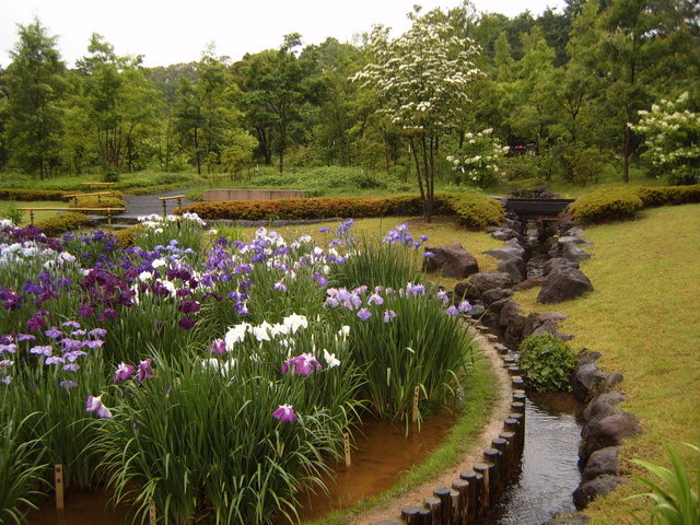 Day #4: Pretty flowers