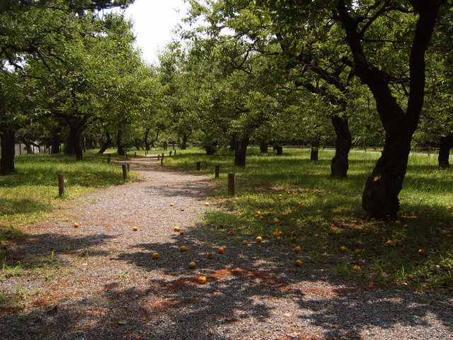 Day #7: Nijo castle grounds