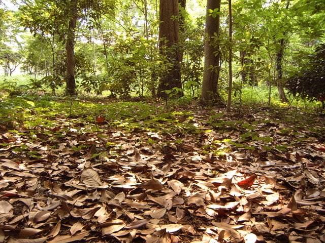 Day #7: Kyoto Imperial Palace