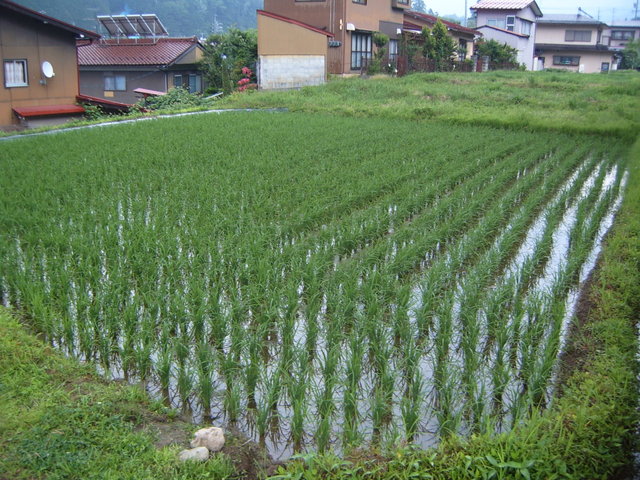 Day #8: Takayama, North from Shiroyama park