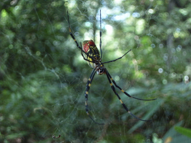 Day #3: Hama-rikyu gardens