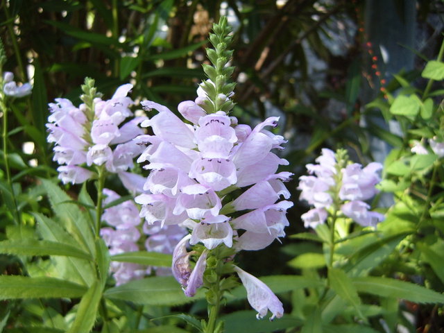 Day #8: Random sightings along the philosophers' walk