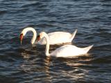 Lauttasaari, 2007: Swans