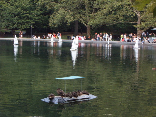 Day #8: Boat Pond in Central Park