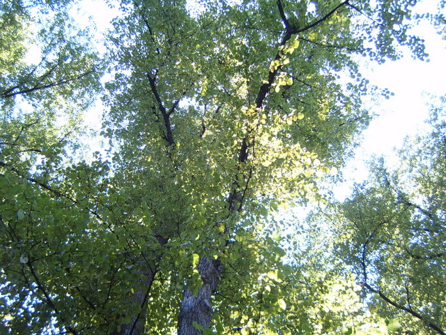 11 August 2007: Leaves