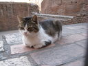 Day #2: Ferocious beast at Colosseum