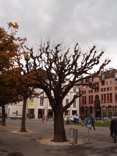 Day #1: Tree with no leaves