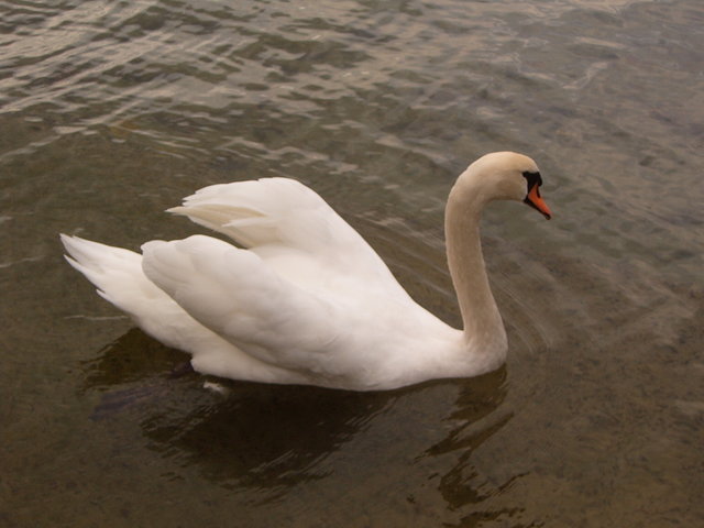 Day #1: Yet another swan