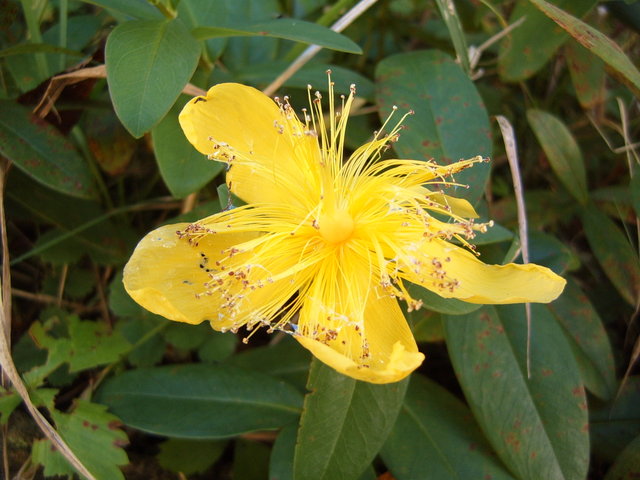 Day #3: Yellow flower